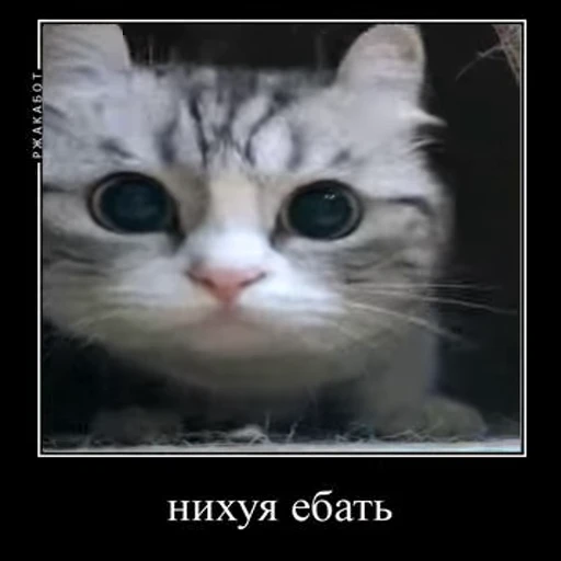 😱 Стикер «Ебучий кот» для Telegram
