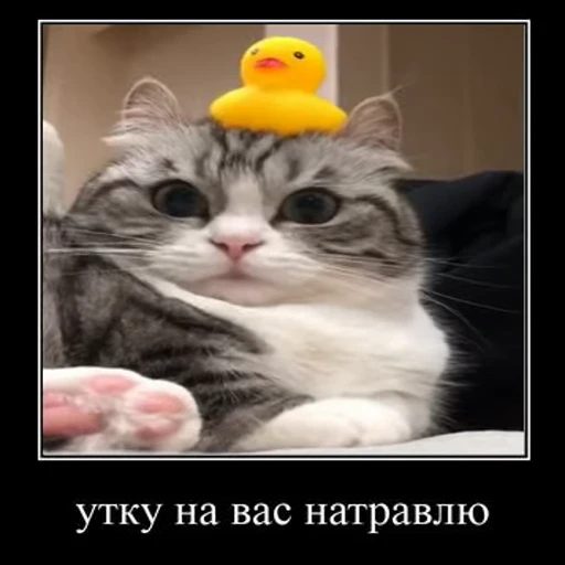 🦆 Стикер «Ебучий кот» для Telegram
