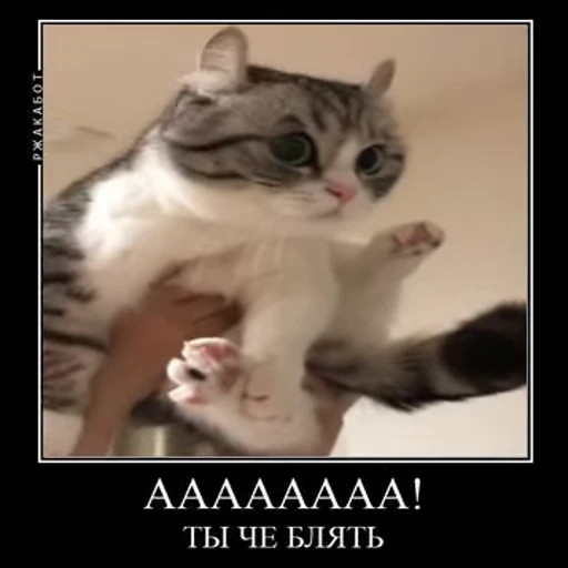 🥴 Стикер «Ебучий кот» для Telegram