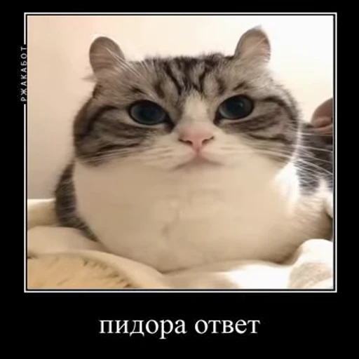 😡 Стикер «Ебучий кот» для Telegram
