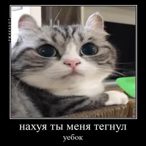 😡 Стикер «Ебучий кот» для Telegram