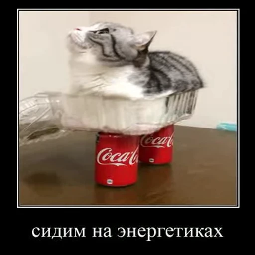 🍾 Стикер «Ебучий кот» для Telegram