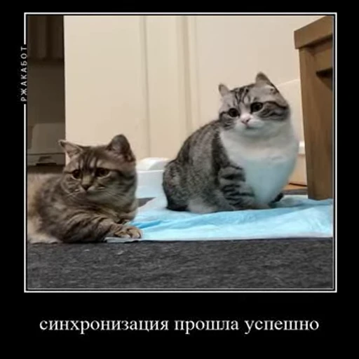 😺 Стикер «Ебучий кот» для Telegram