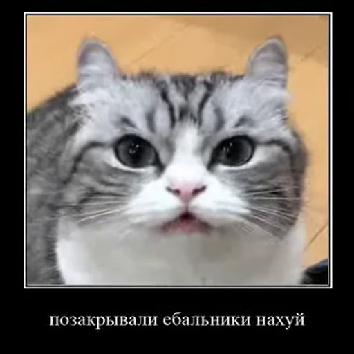 😤 Стикер «Ебучий кот» для Telegram
