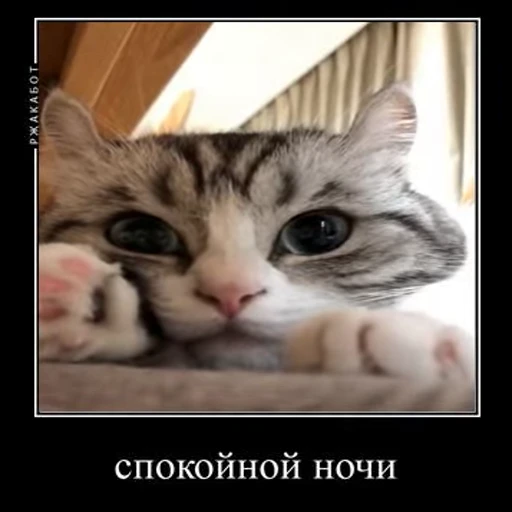 😴 Стикер «Ебучий кот» для Telegram