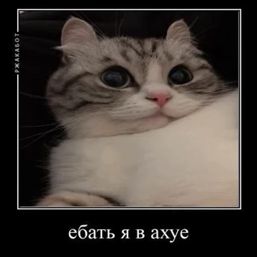 😱 Стикер «Ебучий кот» для Telegram
