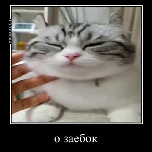 🥴 Стикер «Ебучий кот» для Telegram