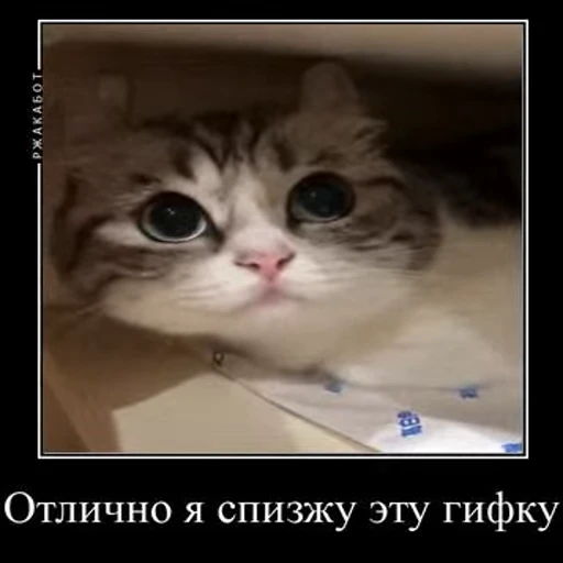👮‍♂ Стикер «Ебучий кот» для Telegram
