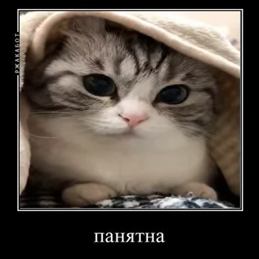 😐 Стикер «Ебучий кот» для Telegram