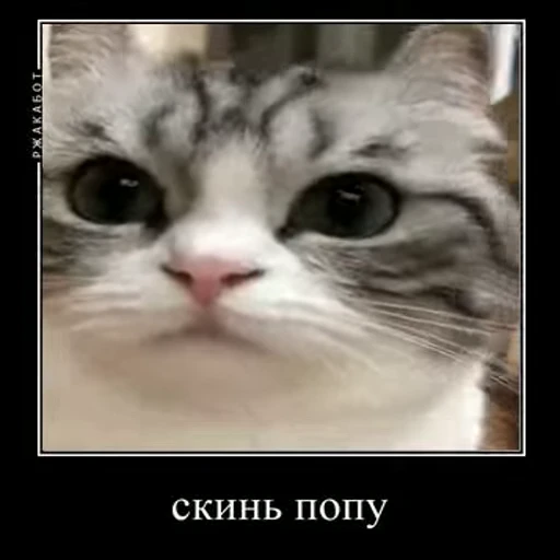 🍑 Стикер «Ебучий кот» для Telegram