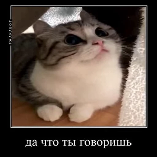 🙊 Стикер «Ебучий кот» для Telegram