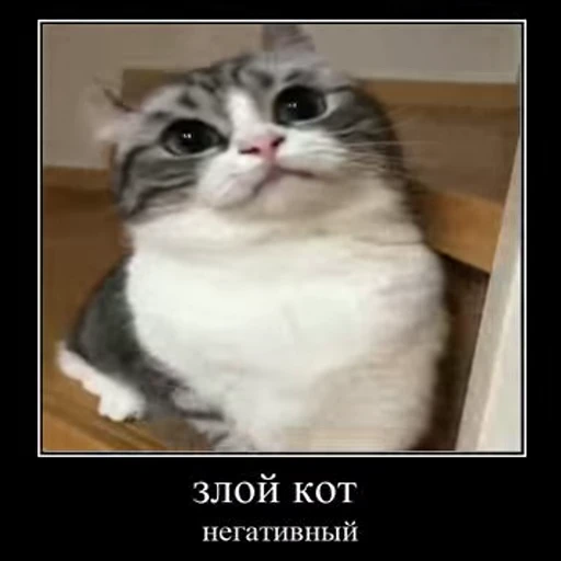 Стикерпак Ебучий кот для Telegram
