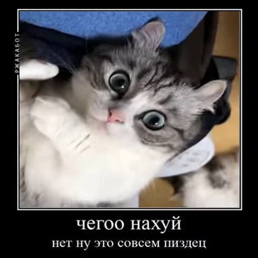 😱 Стикер «Ебучий кот» для Telegram
