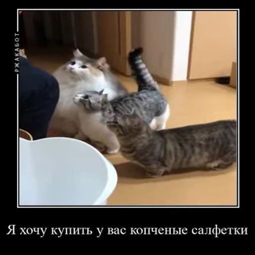 💴 Стикер «Ебучий кот» для Telegram