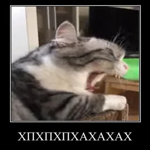 🤣 Стикер «Ебучий кот» для Telegram