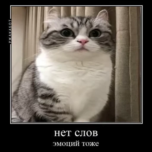 😬 Стикер «Ебучий кот» для Telegram