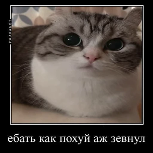🥱 Стикер «Ебучий кот» для Telegram