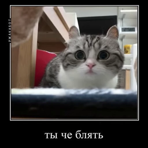 😤 Стикер «Ебучий кот» для Telegram