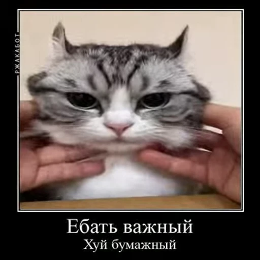 🤵 Стикер «Ебучий кот» для Telegram