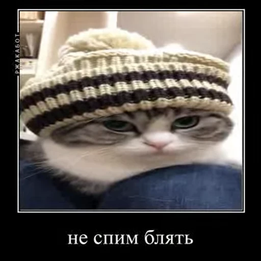 🥱 Стикер «Ебучий кот» для Telegram