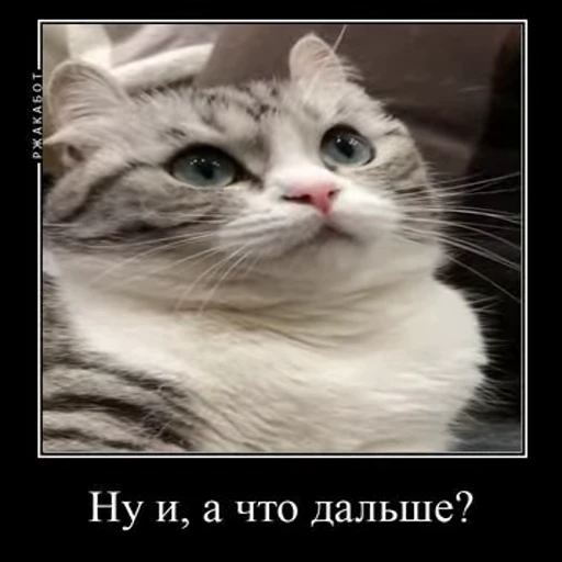 🤔 Стикер «Ебучий кот» для Telegram