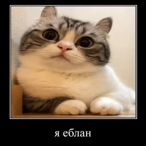 😭 Стикер «Ебучий кот» для Telegram