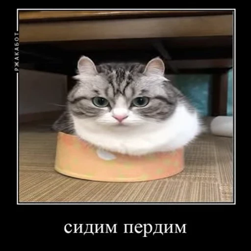 🛌 Стикер «Ебучий кот» для Telegram