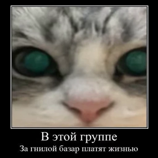 ☠ Стикер «Ебучий кот» для Telegram