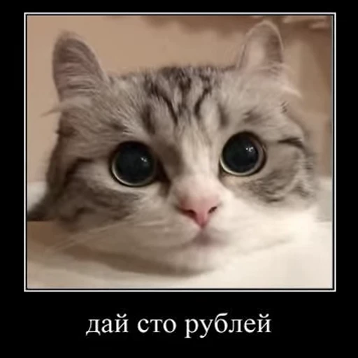 💸 Стикер «Ебучий кот» для Telegram