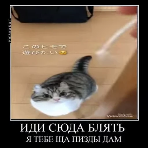 😡 Стикер «Ебучий кот» для Telegram