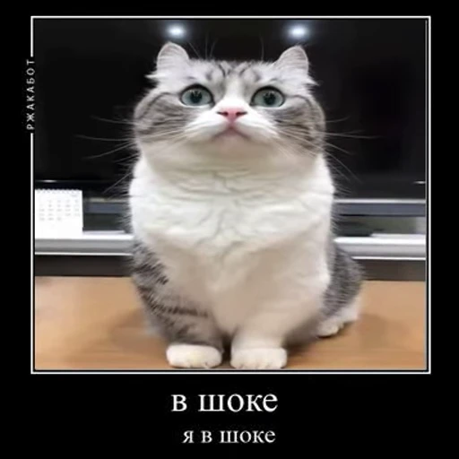 😯 Стикер «Ебучий кот» для Telegram