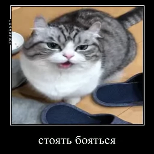 😨 Стикер «Ебучий кот» для Telegram