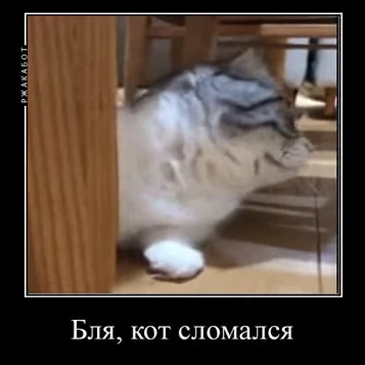 😕 Стикер «Ебучий кот» для Telegram