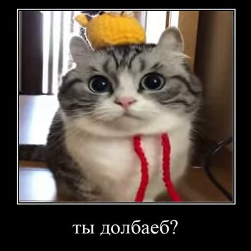 🐒 Стикер «Ебучий кот» для Telegram