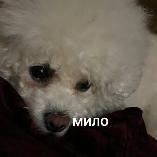 🌶 Стикер «Эдисан» для Telegram