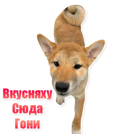 🐥 Стикер «EdPTS» для Telegram