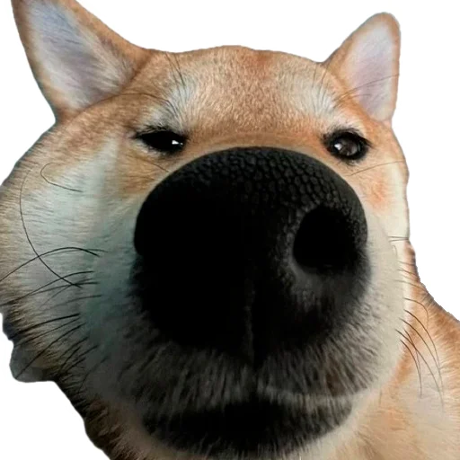 🐶 Стикер «EdPTS» для Telegram