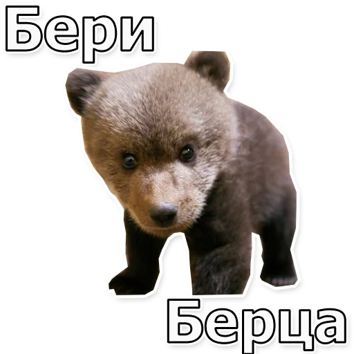 🐻 Стикер «Escape From Dungeon Areia EFT» для Telegram