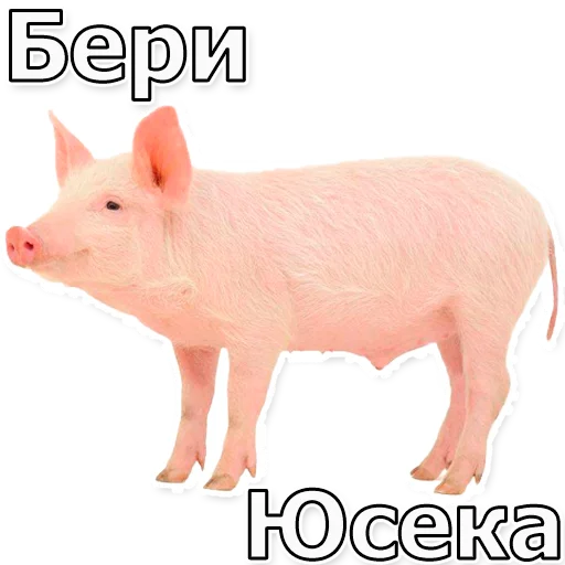 🐷 Стикер «Escape From Dungeon Areia EFT» для Telegram