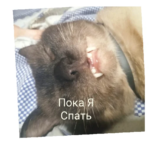 😄 Стикер «ЭЛПЭ» для Telegram