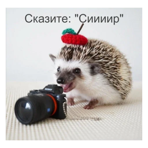 🦔 Стикер «Ежики» для Telegram