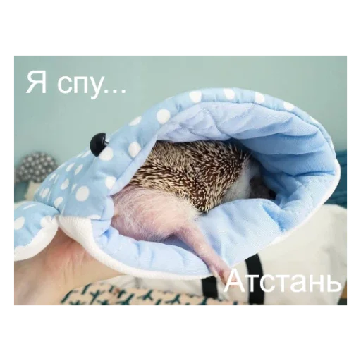 🛌 Стикер «Ежики» для Telegram
