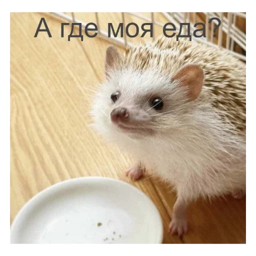 🦔 Стикер «Ежики» для Telegram