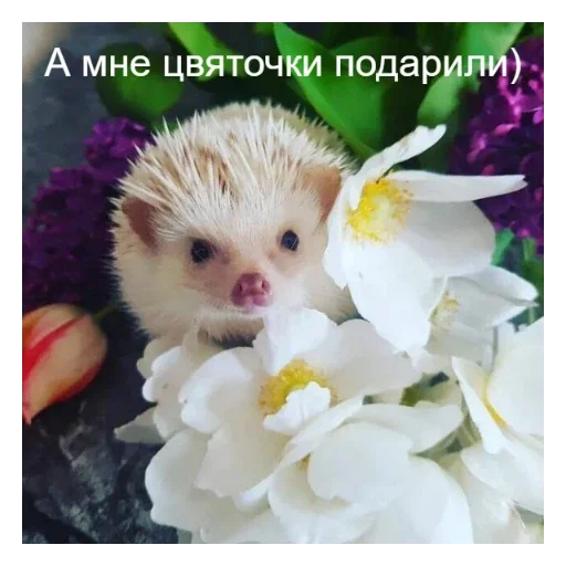 💐 Стикер «Ежики» для Telegram