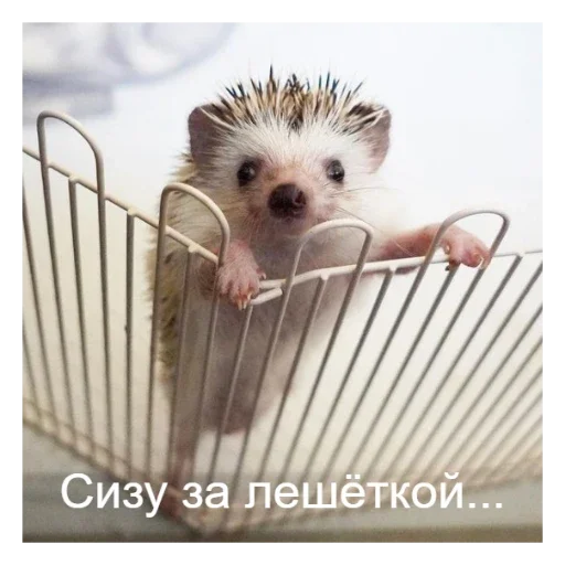 🦔 Стикер «Ежики» для Telegram