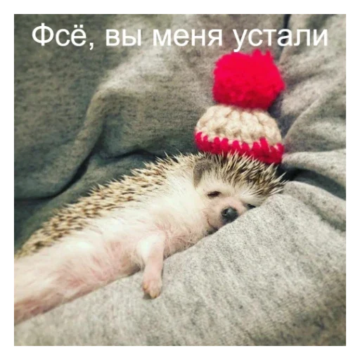 🦔 Стикер «Ежики» для Telegram