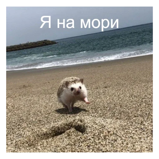 🦔 Стикер «Ежики» для Telegram
