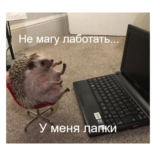 💻 Стикер «Ежики» для Telegram