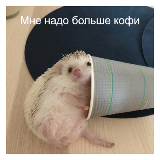 🦔 Стикер «Ежики» для Telegram