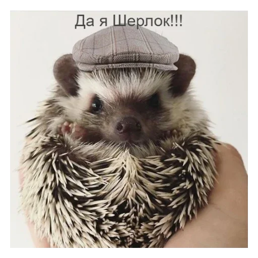 🔍 Стикер «Ежики» для Telegram